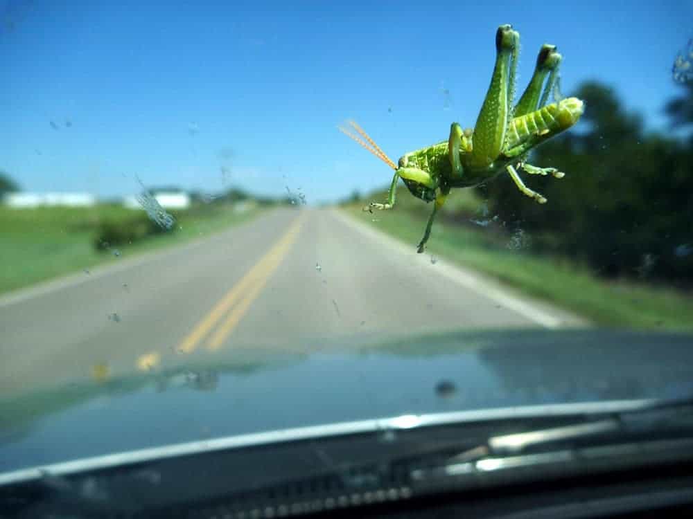 Bug Removal 101 – How to Easily Remove Bug Guts from Your Car