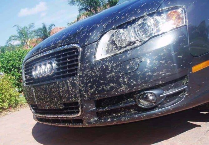 Bug & Tar Remover, Spray Cleaning and Restoration