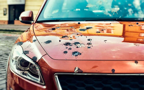What to Do When Birds Wreck Your Car's Paint Job