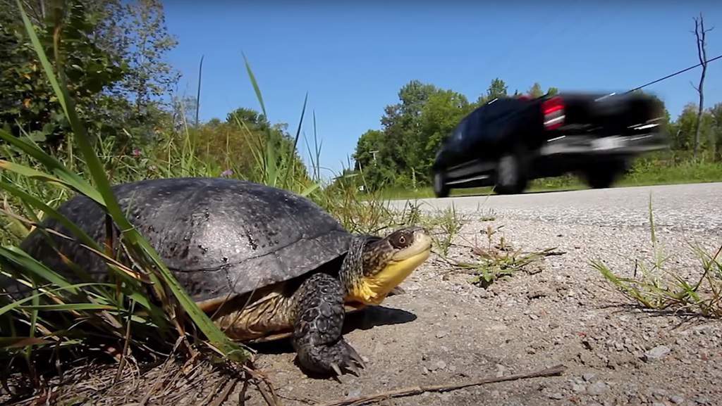 Animal Road Hazards: How to Avoid and React to Collisions with Wildlife