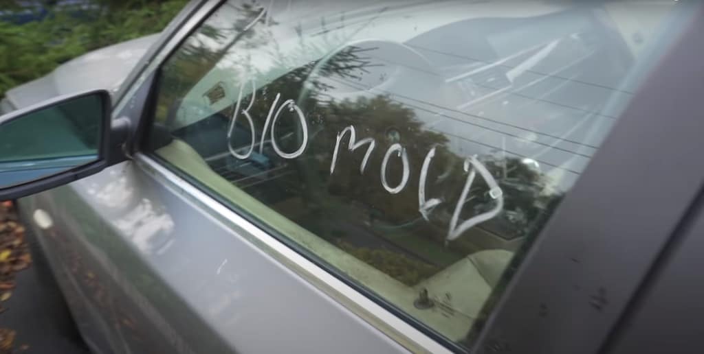 Seek and Destroy: How to Remove Mildew and Mold From a Car