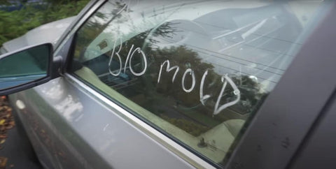 Seek and Destroy: How to Remove Mildew and Mold From a Car