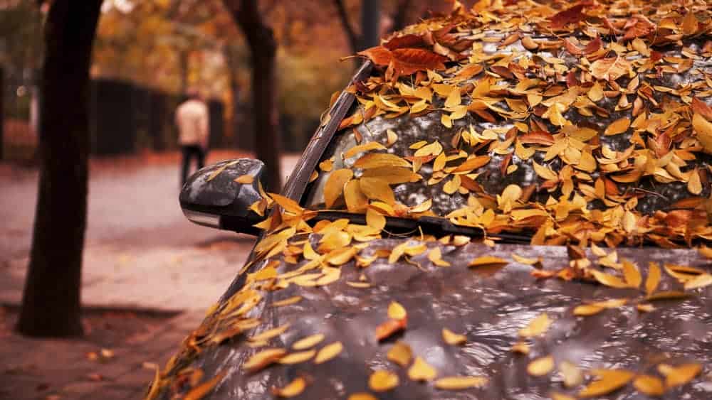 Changing Seasons, Falling Leaves, and Your Car's Paint