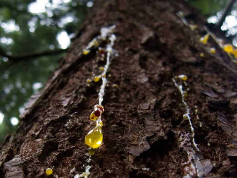 Have you ever seen what happens to a vehicle's paint after it has been parked under an evergreen that's leaking sticky, resin-rich tree sap? It ain't pretty.