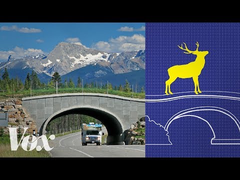 Wildlife crossings stop roadkill. Why aren&#039;t there more?