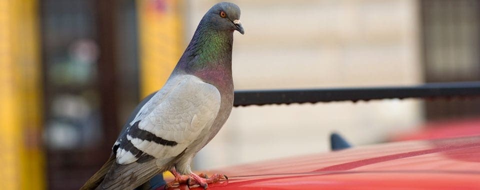 a madár melléktermékei erősen savasak, és amint kapcsolatba lépnek, károsítják a jármű festékét
