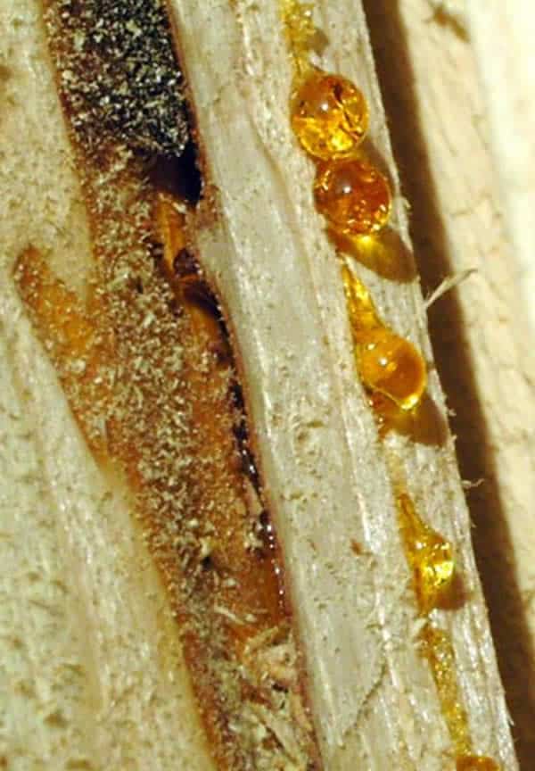 Pine resin is perhaps the most commonplace, and widely recognized form of tree sap. Photo Credit: United States Department of Agriculture