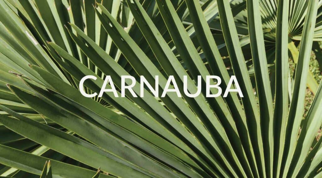 Carnauba wax is derived from the oils found within the common Palm Tree (Copernicia Prunifera).
